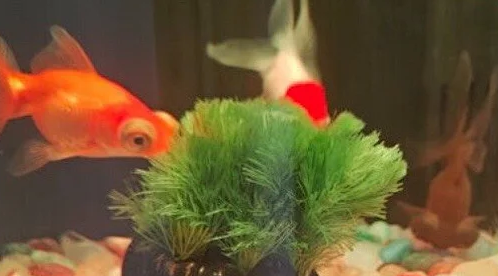 用逸乐宠水草植物打造梦幻水下森林