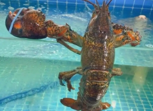 3斤的龙虾多少钱一斤 3斤的龙虾多少钱一斤