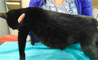 猫吃多了和猫传腹怎么区分
