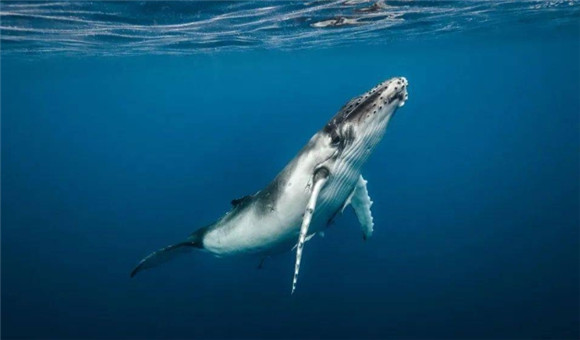 鲸鱼是群居动物 鲸鱼是群居动物