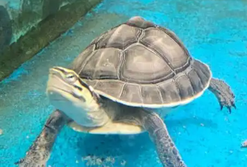 乌龟脱肛是什么意思