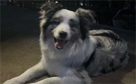 狗狗第一次来姨妈一个月正常吗
