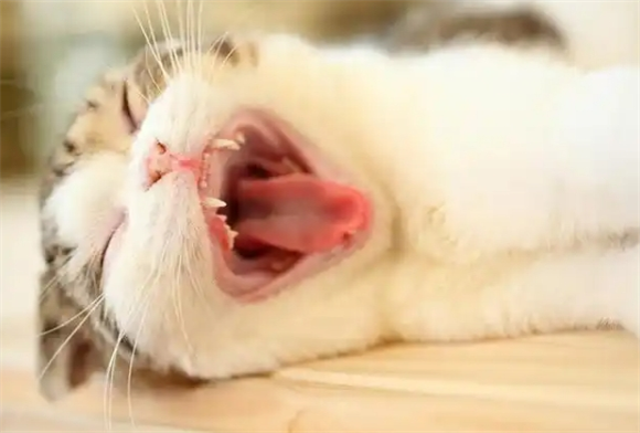 猫咪吐出白色泡沫带血丝什么原因
