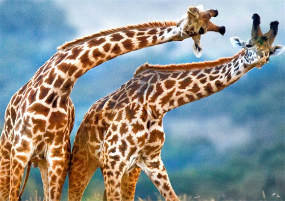 长颈鹿五行属什么 长颈鹿五行属什么