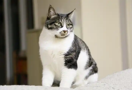 猫咪屁股流黄色液体