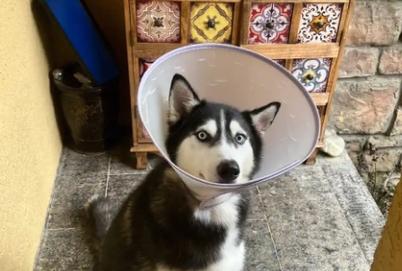 楚克奇伊丽莎白圈睡觉要摘吗
