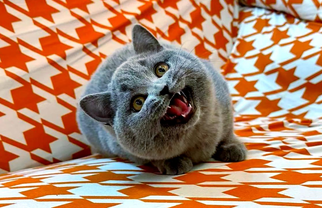 4个月的猫一般多重