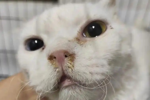 猫鼻炎症状表现有哪些