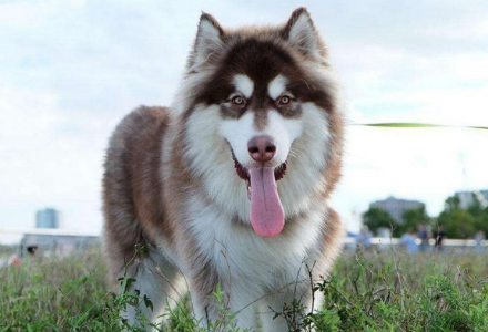 阿拉斯加犬多大可以训练它吃东西 阿拉斯加犬多大可以训练它吃东西