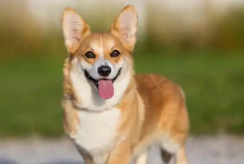 柯基犬怎么训练定点上厕所