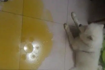 狗呕吐黄色泡沫怎么回事