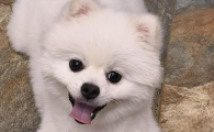 狗狗大姨妈来多久结束