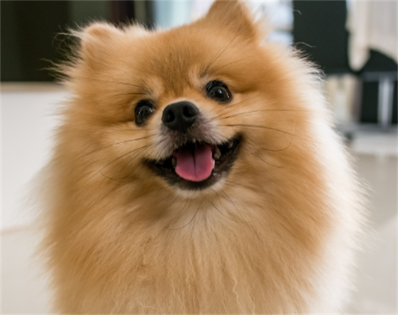 博美皮肤变黑了正常吗