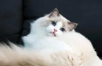 布偶猫怎么吃都不胖 布偶猫怎么吃都不胖