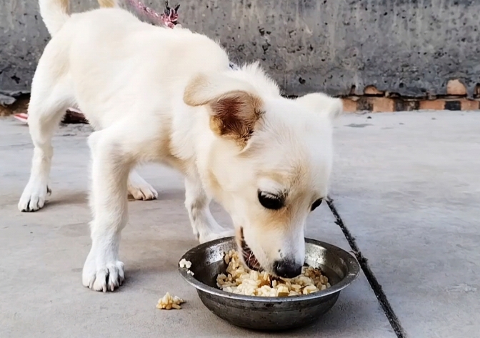 狗一直吃米饭好吗 狗一直吃米饭好吗