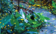 萤火虫是夜行动物吗