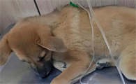 狗狗肾衰竭治愈几率