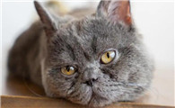 蓝猫6个月大概多少斤
