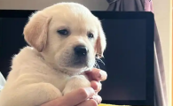 幼犬狗体内驱虫药推荐
