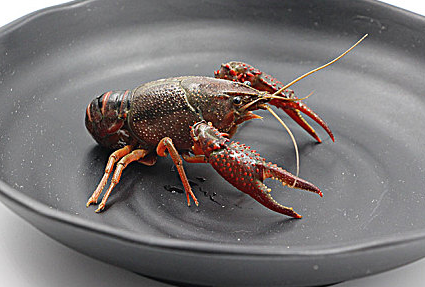 大连龙虾价格 大连龙虾价格