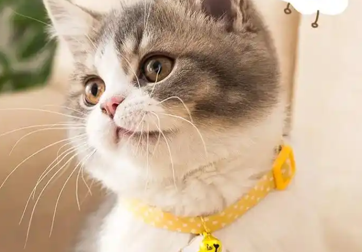 宠小曼猫的项圈可以一直戴吗