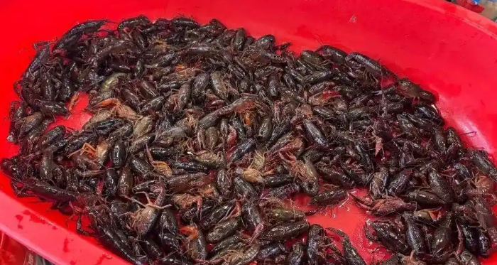 饭店小龙虾多少钱一斤