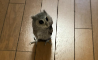 猫头鹰进宅怎么送走