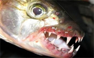 食人鱼能吃人吗