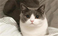 故意饿猫两天有啥反应