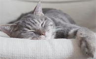猫咪吐了褐色的像屎的东西
