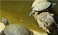 乌龟什么时候进入冬眠期最好