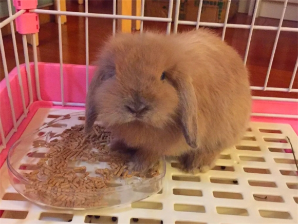 治兔子拉稀最有效的办法 治兔子拉稀最有效的办法