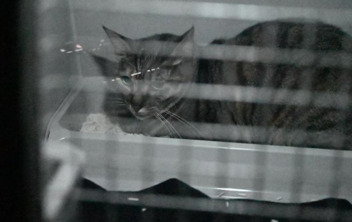 宠物托运需办哪些手续?途中出现不适怎么办? 宠物托运需办哪些手续?途中出现不适怎么办?