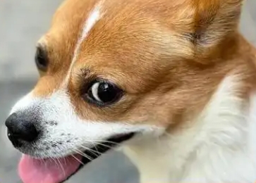 晚上狗狗一直叫是怎么回事
