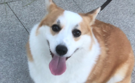 狗一块块秃毛怎么办红肿