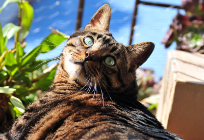猫咪吃芦荟有什么危害