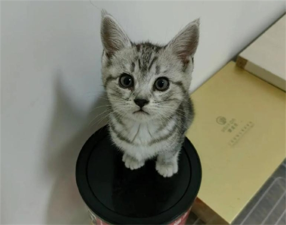 虎斑猫几个月开始长大