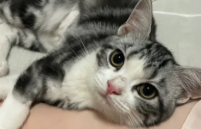 猫拉绿色的稀屎一吃就吐