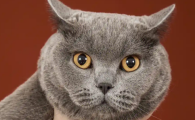 猫能饿几天不吃东西不喝水