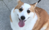 狗狗嘴巴旁长了个肉瘤是什么