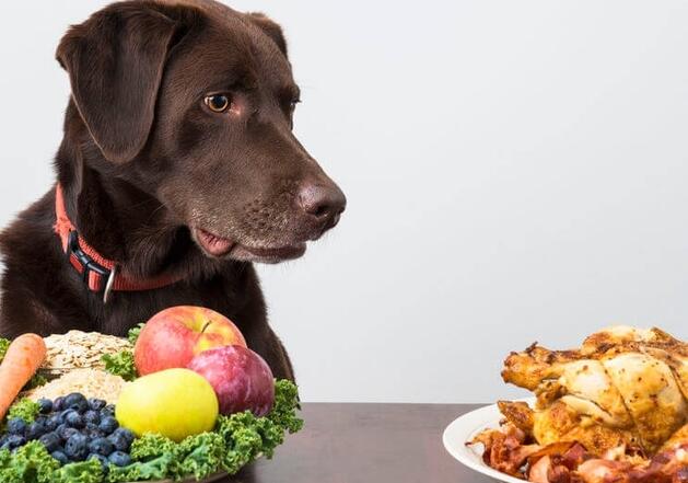 狗狗一直吃素食会怎么样 狗狗一直吃素食会怎么样