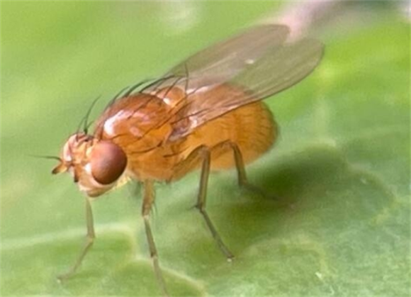 果蝇与苍蝇的区别 果蝇与苍蝇的区别