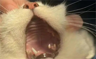 猫咪吞针几天会死