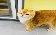 猫每天晚上叫个不停怎么办