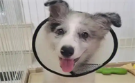 楚克奇伊丽莎白圈戴多久