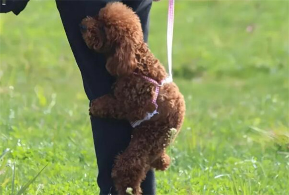 两个月幼犬一天吃多少蛋黄