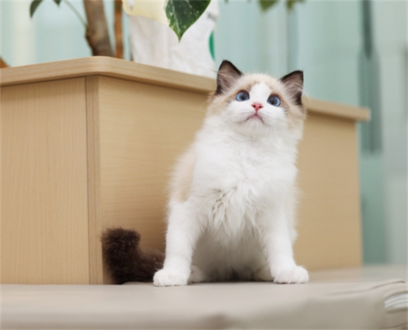 布偶猫怎么吃才健康 布偶猫怎么吃才健康