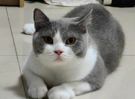 猫咪打完疫苗多久可以打狂犬疫苗