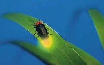 萤火虫是天然光源吗