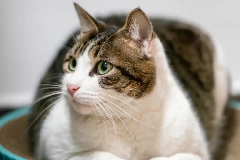 猫咪吐黄色液体不吃不喝精神萎靡